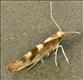 0412 (20.013) Argyresthia pygmaeella